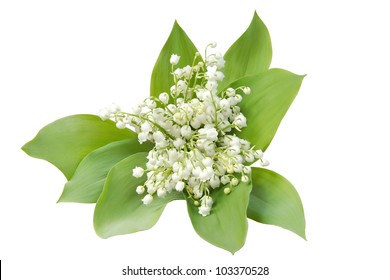 Bouquet Of Lily Of The Valley Isolated On White