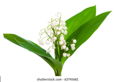 Bouquet Of Lily Of The Valley On A White Background