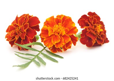 Marigold Flower Isolated On White Background Stock Photo (Edit Now ...