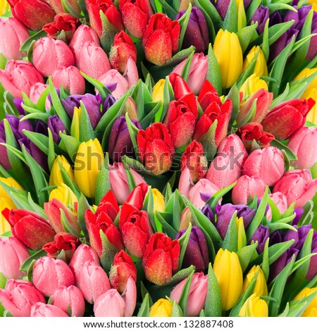 bouquet of multicolor tulips. fresh spring flowers with water drops. floral backdrop