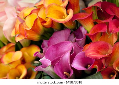 Bouquet of multicolored calla lilies. Floral pattern. Close-up. Abstract background. - Powered by Shutterstock