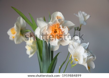 Bouquet of Narcissus Replete, Double-Flowered Daffodils, Narcissus flower, white Freesia, genus Anomatheca