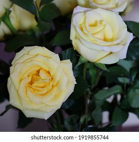 A Bouquet Of One Dozen Yellow Roses