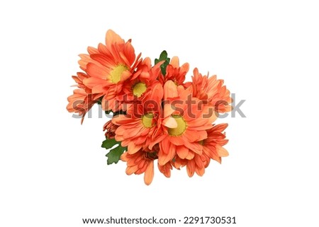 Bouquet of orange chrysanthemum isolated on a white background.
