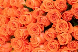 Bouquet Of Orange Roses Close Up. Celebration
