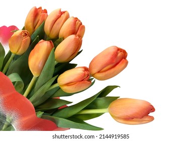 Bouquet of orange tulips isolated on a white background