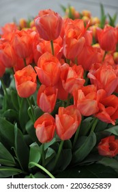 A bouquet of orange-red Triumph tulips (Tulipa) Rollecate in a garden in April