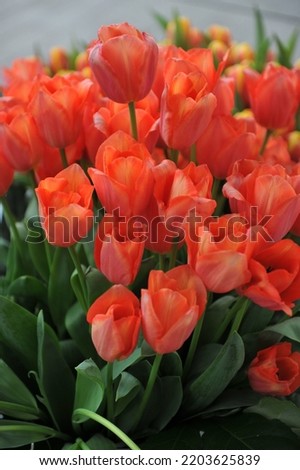 A bouquet of orange-red Triumph tulips (Tulipa) Rollecate in a garden in April