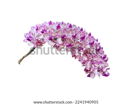 Bouquet of orchids, Chang Kra, Rhynchostylis gigantea isolated on white background