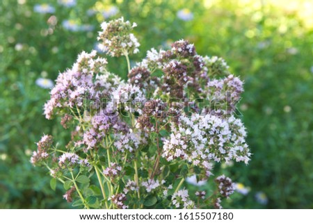 Similar – Beach lilacs from the frog’s perspective on Hallig Gröde