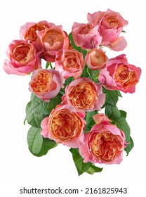 Bouquet Of Peony Tea Roses Isolated On White Background, Holiday.