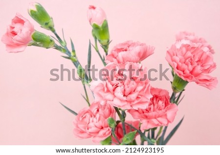 Bouquet of pink bush carnations on a pink background