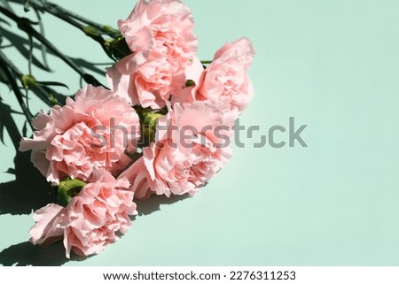 bouquet of pink carnations close-up on a green background with a copy space, postcard, banner, place to congratulate on the holiday