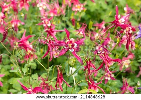 A Bouquet of pink columbine flowers is on a green leaves background
