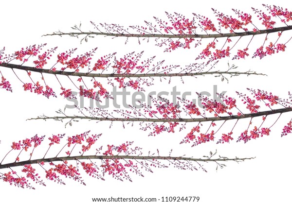 A bouquet of\
pink flowers dividing the bloom and holding the inflorescence into\
the sky and colorful and beautiful shapes on a white background.\
clipping path illustrator