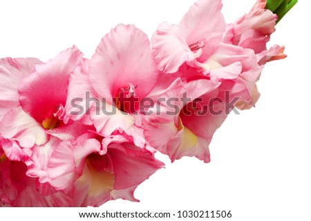 Bouquet of pink and lilac gladioli. Rose-color flowers close-up. Isolated, white background.