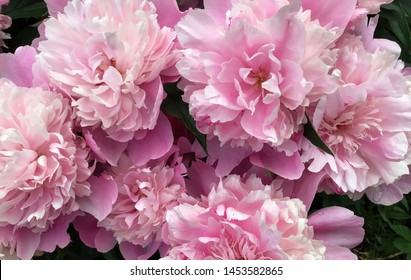 bouquet of pink peonies, top view. live garden flowers. floral background.