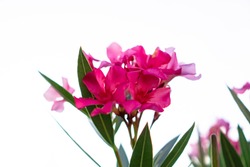 Bouquet Pink Petals Of Fragrant Sweet Oleander Or Rose Bay, Blooming On Green Leafs And White Sky Background 