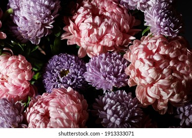 Bouquet of pink with purple aster flowers in light and shadow, Floral botanical design with dark and moody background, baroque light, closeup, copy space