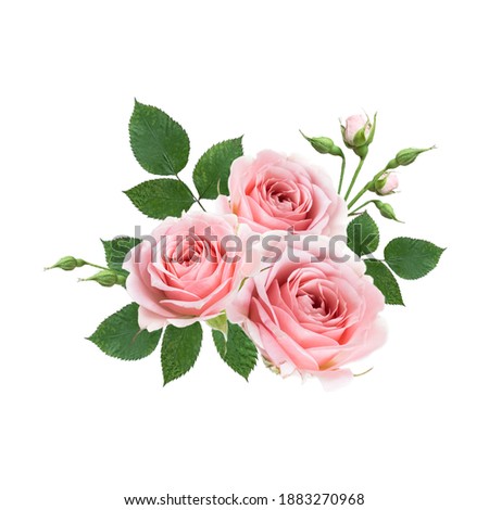 Bouquet of pink rose flowers isolated on white background. Design floral arrangements for textile, greeting card, invitations