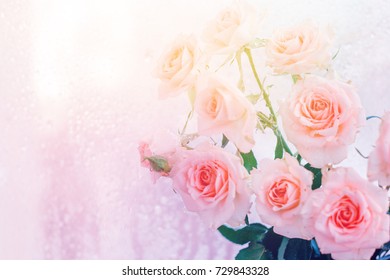 Summer Blossoming Roses Background Selective Focus Stock Photo ...