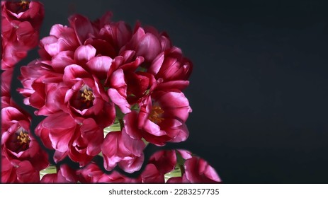 Bouquet of pink vibrant Tulips. Tulip background. Spring flowers. Pink blooming Tulips on dark background. First spring flowers. Beautiful postcard banner. Place for text. - Powered by Shutterstock
