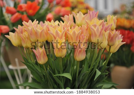 A bouquet of pinky-yellow lily-flowered tulips (Tulipa) Elegant Lady on an exhibition in May