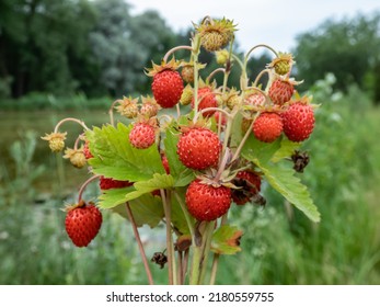 Bouquet of plants of wild strawberry (Fragaria vesca) with perfect, red, ripe fruits and foliage outdoors with forest in the bacground