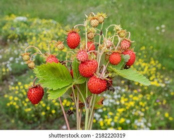 Bouquet of plants of wild strawberry (Fragaria vesca) with perfect, red, ripe fruits and foliage outdoors with forest in the bacground