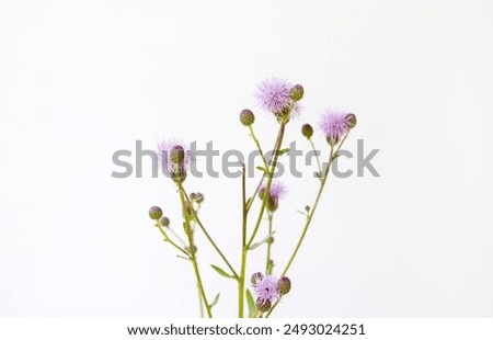 Similar – Image, Stock Photo Allium isolated on white background