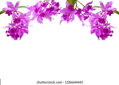 The bouquet of purple color Cattleya orchid flowers, the showy Cattleya, Queen of the orchids with green leaves set as the frame from top isolated on white background with space for text.