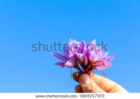  Bouquet of purple crocuses in woman hand.