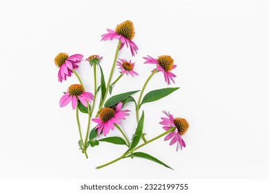 Bouquet of purple flowers of Echinacea officinalis with stems and leaves on a white background. Top view with copy space