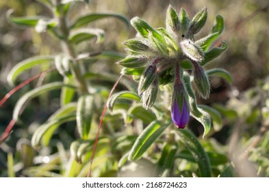 8,004 Dao flower Images, Stock Photos & Vectors | Shutterstock