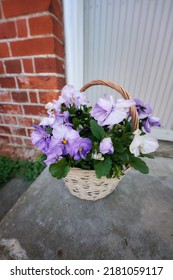 Bouquet Of Purple Wild Pansy Flowers In A Garden. Beautiful Basket Of Ornament Pot Plant On A Patio Backyard Outdoor Porch During Spring. Pretty Plants For Mothers Day Gift Or Special Occasions