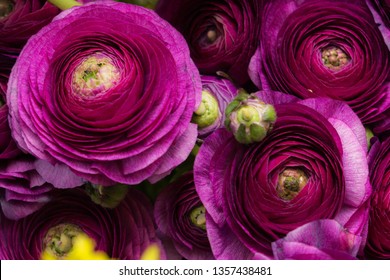 Bouquet Of Ranunculus Flowers