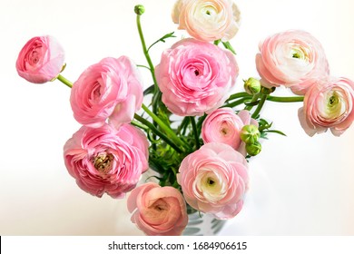 Bouquet of ranunculus pastel pink blossom. Ranunculus asiaticus or Persian Buttercup. Nice greeting card for Mother's Day or Momen's Day. Springtime, holiday greeting. 