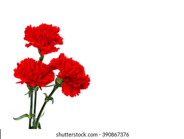 Bouquet of red carnations (Dianthus caryophyllus) on white background with space for text - Powered by Shutterstock