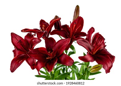 A Bouquet Of Red Day Lilies. Isolated On White Background.