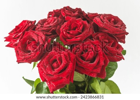 Bouquet of red rose flowers with waterdrops on a white background. Valentine's day greeting card concept