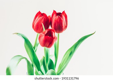 bouquet of red tulip flowers on white background