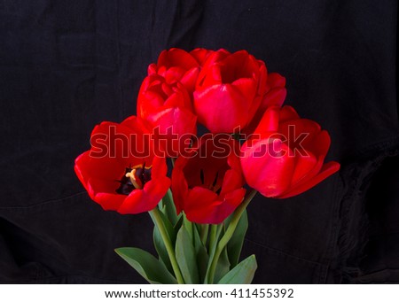 Similar – Image, Stock Photo Tulips white red Plant