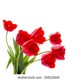 Bouquet Of Red Tulips On White Background