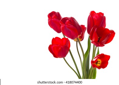 Bouquet Of Red Tulips On A White Background.