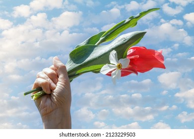 Bouquet Of Red Tulips And A White Daffodil In A Woman's Hand With Blue Sky On The Background.