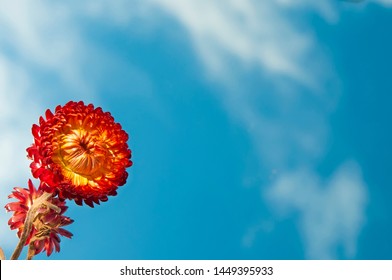 bouquet of red-orange immortelle against a blue sky with clouds - Shutterstock ID 1449395933