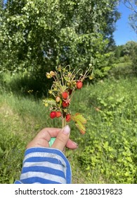 bouquet of ripe and juicy wild strawberries in hand