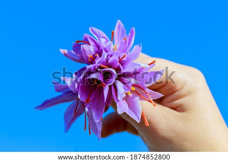 Bouquet of saffron flowers. Bouquet of purple crocuses in woman hand.
