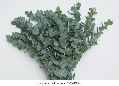 A Bouquet Of Silver Eucalyptus Populus Branches