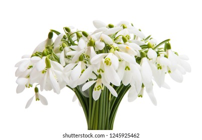 bouquet of snowdrops isolated on white background - Powered by Shutterstock